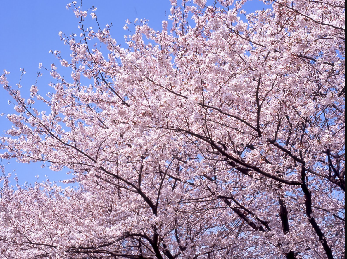 令和7年4月　第27期定時総会開催